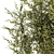 Modern Silver Olive Tree Décor 3D model small image 5