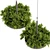 Fern Ampelous Hanging Plant Collection 3D model small image 5