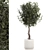 Modern Concrete Ficus Plant Décor 3D model small image 1