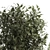 Modern Concrete Ficus Plant Décor 3D model small image 3