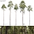 Scots Pine Tree Set 09 3D model small image 1