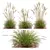 Ornamental Grass Calamagrostis Karl Foerster 3D model small image 1