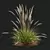 Ornamental Grass Calamagrostis Karl Foerster 3D model small image 5