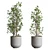 Modern Indoor Plant Set 3DMAX 3D model small image 4
