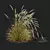 Golden Spike Ornamental Grass Model 3D model small image 3