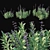 Salvia Sonorensis 3D Model Aspect 3D model small image 1