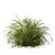 Golden Sedge Grass 3D Model 3D model small image 5