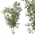 Sapling Sourwood Set 164 3D model small image 1