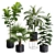 Exotic Indoor Plants Variety Pack 3D model small image 1
