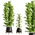 Ficus Set Indoor Plants 3D model small image 1