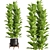Ficus Set Indoor Plants 3D model small image 2