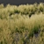 Giant Feather Grass 3D Models 3D model small image 3