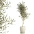 Stylish Decorative Olive Tree 3D model small image 1