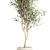 Stylish Decorative Olive Tree 3D model small image 4