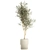 Stylish Decorative Olive Tree 3D model small image 6