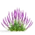 Amethyst Salvia Collection | 3D Model 3D model small image 4