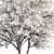 Elegant White Dogwood Tree Set 3D model small image 2