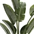 Exotic Tropical Plant Decor- Banana Palm 3D model small image 5