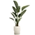 Exotic Tropical Plant Decor- Banana Palm 3D model small image 6