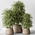 Bamboo Tree Indoor Plant Eco-Friendly 3D model small image 1