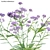 3D Yarrow Plant Models Solution 3D model small image 2