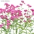 3D Yarrow Plant Models Solution 3D model small image 3
