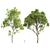 Dual Summer Tree 3D Models 3D model small image 1