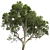 Dual Summer Tree 3D Models 3D model small image 5