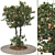 Tangerine Tree 3D Model Collection 3D model small image 1