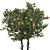 Tangerine Tree 3D Model Collection 3D model small image 2