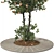 Tangerine Tree 3D Model Collection 3D model small image 3