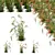 Foxtail Barley HQ Plants Pack 3D model small image 1