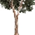 Crimson Eucalyptus Tree Collection 3D model small image 2