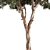 Crimson Eucalyptus Tree Collection 3D model small image 4