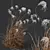 Ornamental Miscanthus Grass 3D Models 3D model small image 3