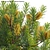 Versatile 3D Plant Models Pack 3D model small image 3