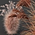 Elegant Miscanthus Grass 3D Model 3D model small image 4