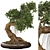 Bonsai 06 2014 3D Model 3D model small image 2