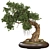 Bonsai 06 2014 3D Model 3D model small image 3