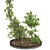 Bonsai Lemon Tree Collection 123 3D model small image 5