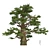 Juniper Berry Trees 3D Model 3D model small image 2