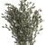 Elegant Bamboo Bush in White Floral Pot. Collection 1272 3D model small image 2