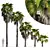 Robust Washingtonia Palm Set 3D model small image 1