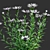 Versatile 3D Centaurea Plant Models 3D model small image 2