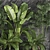 Exotic Tropical Plant Set 3D model small image 2