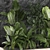 Exotic Tropical Plant Set 3D model small image 5