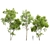  3D Fagus Sylvatica & Acer Saccharinum Summer Model 3D model small image 1