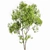  3D Fagus Sylvatica & Acer Saccharinum Summer Model 3D model small image 5