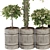 Exquisite Indoor Bonsai Collection 3D model small image 3