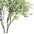 Versatile 3D Amelanchier Tree Pack 3D model small image 2